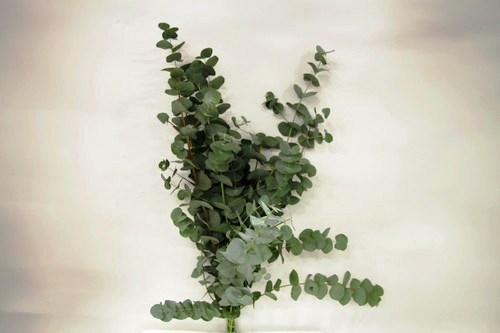 EUCALYPTUS CINEREA